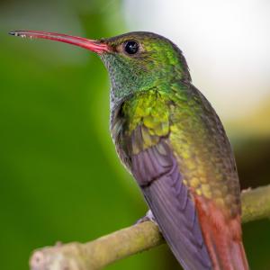 Rufous-tailed hummingbird Rufous-tailed hummingbird