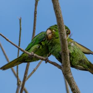 Crimson-fronted parakeets Crimson-fronted parakeets