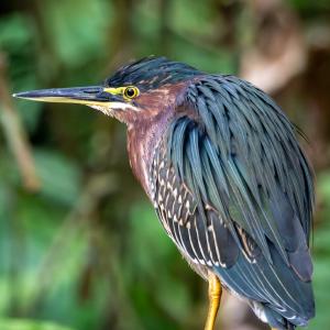 Green heron Green heron
