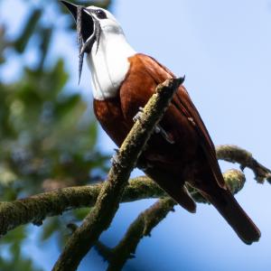 Three-wattled bellbird Three-wattled bellbird