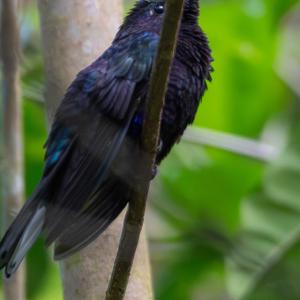 Violet sabrewing female Violet sabrewing female
