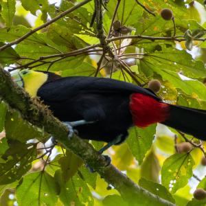 Keel-billed toucan Keel-billed toucan