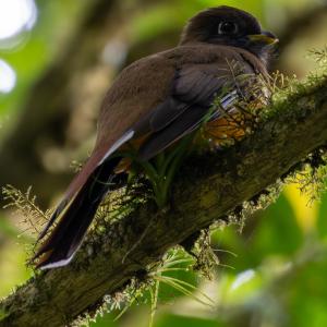 Orange-bellied trogon female Orange-bellied trogon female