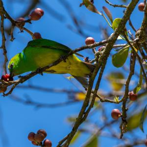Golden-browed chlorophonia Golden-browed chlorophonia