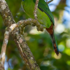 Northern emerald toucanet Northern emerald toucanet