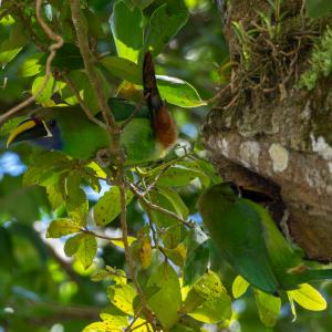 Northern emerald toucanet pair Northern emerald toucanet pair