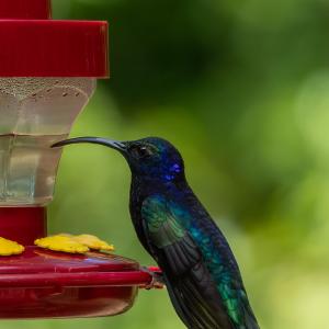 Violet sabrewing male Violet sabrewing male