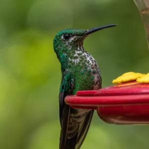 Green-crowned brilliant female Green-crowned brilliant female