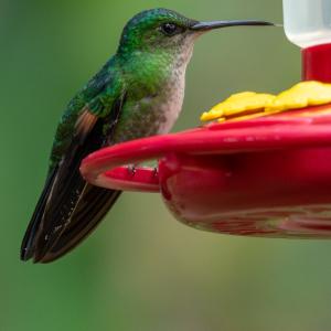 Snowy-bellied hummingbird female Snowy-bellied hummingbird female