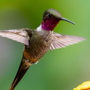 Anna's hummingbird male Anna's hummingbird male