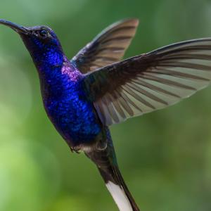 Violet sabrewing male Violet sabrewing male