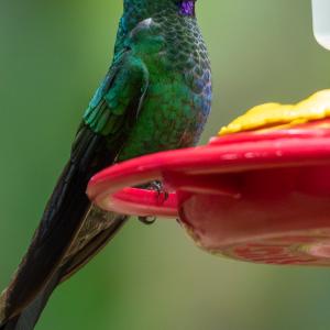 Green-crowned brilliant male Green-crowned brilliant male
