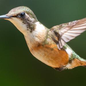 Rufous hummingbird female Rufous hummingbird female