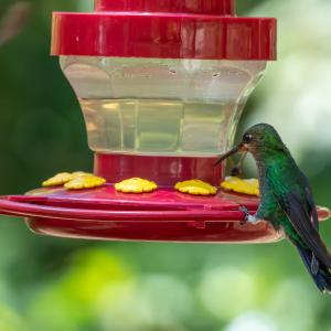 Green-crowned brilliant females Green-crowned brilliant females