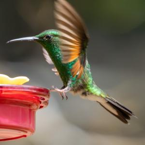Stripe-tailed hummingbird female Stripe-tailed hummingbird female