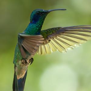 Lesser violetear male Lesser violetear male