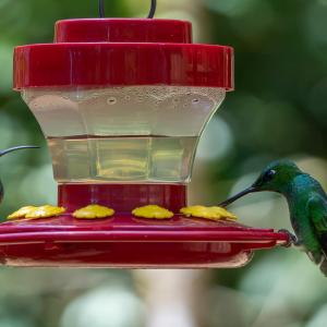 Lesser violetear male and Green-crowned brilliant male Lesser violetear male and Green-crowned brilliant male