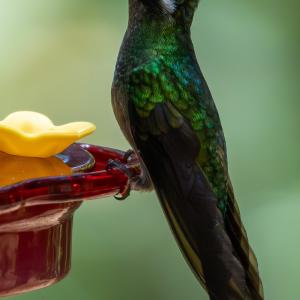 Purple-throated mountaingem male Purple-throated mountaingem male