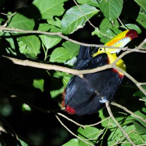Pair of keel-billed toucans Pair of keel-billed toucans