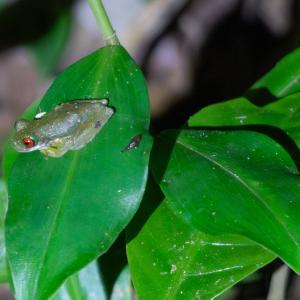 Rufous-eyed brook frog Rufous-eyed brook frog