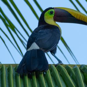Yellow-throated toucan Yellow-throated toucan