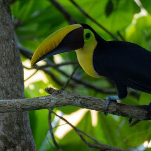 Yellow-throated toucan Yellow-throated toucan
