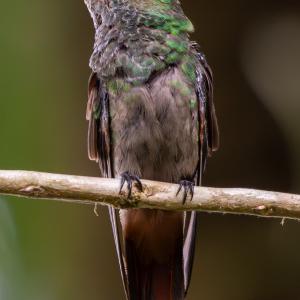 Rufous-tailed hummingbird Rufous-tailed hummingbird