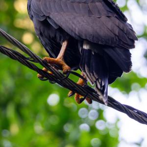 Common black hawk Common black hawk