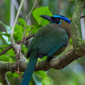 Lesson's motmot Lesson's motmot