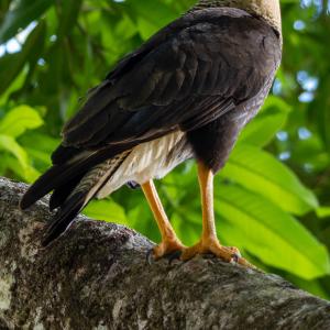 Crested caracara adult Crested caracara adult