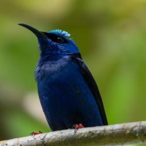 Red-legged honeycreeper Red-legged honeycreeper