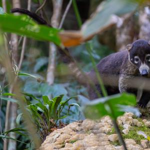 White-nosed coati White-nosed coati