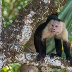 Panamian white-faced capuchin monkey Panamian white-faced capuchin monkey