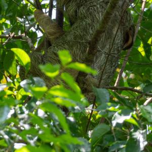 Three-toed sloth Three-toed sloth