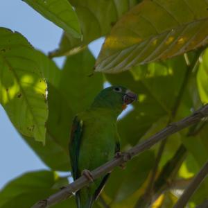 Orange-chinned parakeet Orange-chinned parakeet