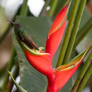 Rufous-tailed hummingbird Rufous-tailed hummingbird