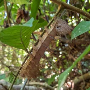 Eyed silk moth caterpillar Eyed silk moth caterpillar