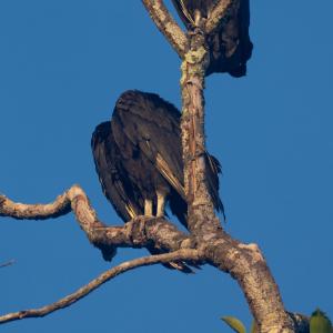 Black vulture Black vulture