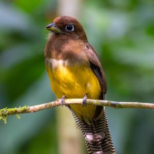 Orange-breasted trogon female Orange-breasted trogon female