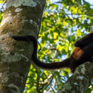 Geoffroy's spider monkey Geoffroy's spider monkey