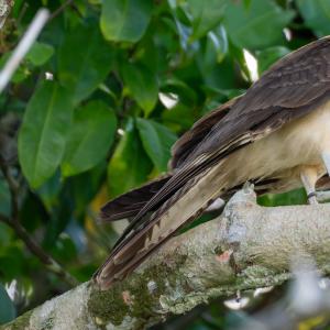 Yellow-headed caracara Yellow-headed caracara