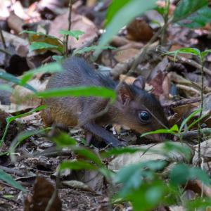 Agouti baby Agouti baby