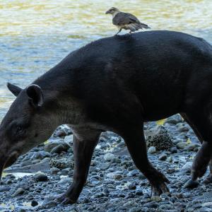 Tapir with a yellow-headed caracara Tapir with a yellow-headed caracara