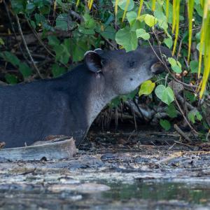 Tapir Tapir