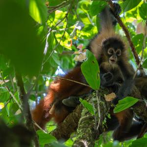 Geoffroy's spider monkey with a baby Geoffroy's spider monkey with a baby