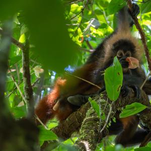 Geoffroy's spider monkey with a baby Geoffroy's spider monkey with a baby