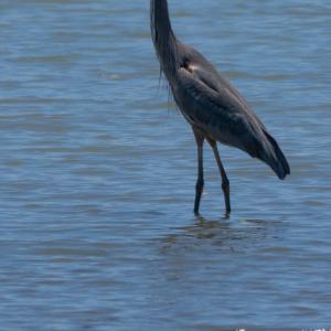 Great blue heron Great blue heron
