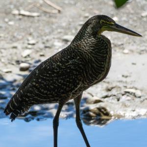 Bare-throated tiger heron Bare-throated tiger heron