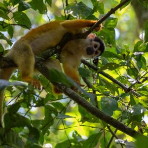 Squirrel monkey Squirrel monkey