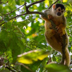 Squirrel monkey Squirrel monkey